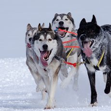 Husky Kennel Visit and Sleigh Experience