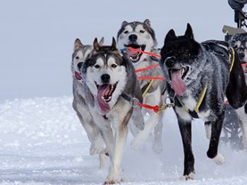 Husky Kennel Visit and Sleigh Experience