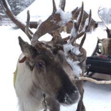 Reindeer Farm & Sleigh