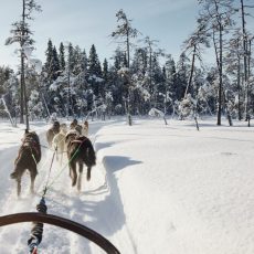 Husky Safari (with 10 Km Sleigh)