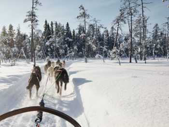 Husky Safari (with 10 Km Sleigh)