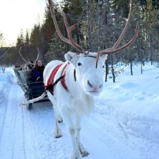 Reindeer Sleigh Safari（1h driving)
