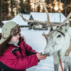 Visit Reindeer Farm and Experience the Sleigh