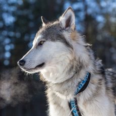 Husky Kennel & Sleigh
