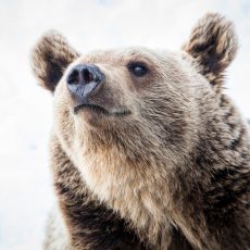 Arctic Animal Funny Day: Ranua Zoo, Husky and Reindeer Sleigh Experience