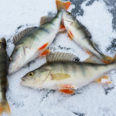 Experience Lapland: Ice Fishing and Snowshoeing with BBQ
