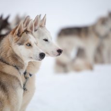 Husky Experience in Saariselkä (with 10 Km Sleigh)