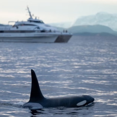 Tromsø Whale Watching and Fjord Tour with MS Gabriele
