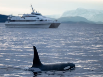 Tromsø Whale Watching and Fjord Tour with MS Gabriele