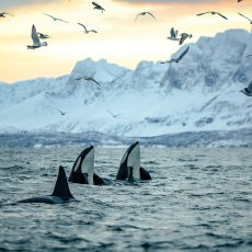 Arctic Animals