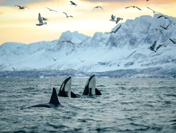 Arctic Animals