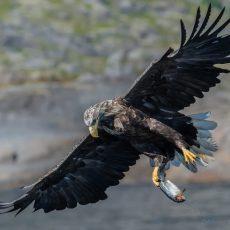 Lofoten-Sea Eagle & Sunset Cruise