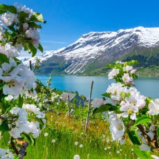 Hardanger Fjord, Waterfalls and Orchards in One Day