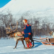 Reindeer Sledding, Reindeer Feeding and Sami Culture