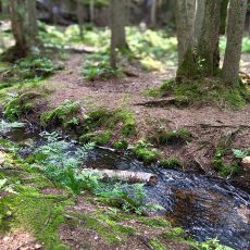 Day Tour of Nature & Handicraft Workshop in Helsinki