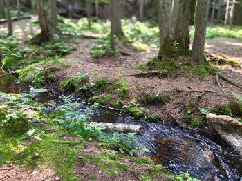 Day Tour of Nature & Handicraft Workshop in Helsinki