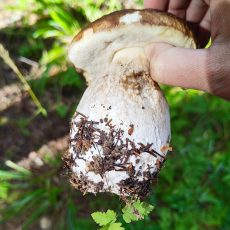 Rovaniemi: Private Forest Fishing, Foraging, and Lunch