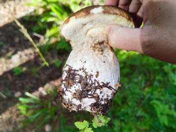 Rovaniemi: Private Forest Fishing, Foraging, and Lunch